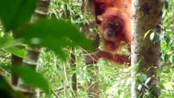 In search of Orangutans - Sumatra - Bukit Lawang