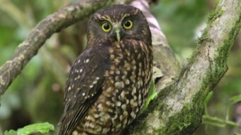 Ruru/Morepork