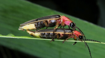Parents lament a future where their children may never know the beauty of desperately horny insects