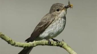 Spotted Flycatcher