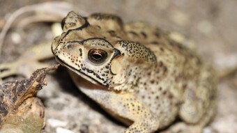 An Introduction to The Asian Common Toad