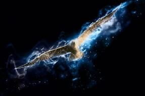 Poem:  Bird of Passion