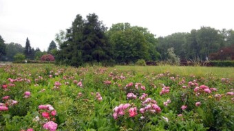 Rainy Monday, but it's still beautiful - My Actifit Report Card: June 10 2024