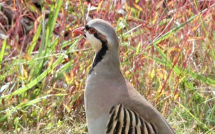 Chukar (Alectoris chukar)