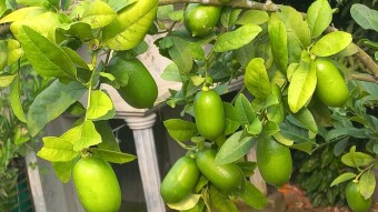 Lemon Photography.