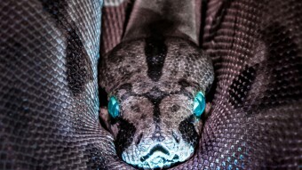 Snake Island: The bizarre true story of Earth’s most venomous isle
