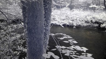 Tree by the Creek covered in mushrooms - Infrared Photography