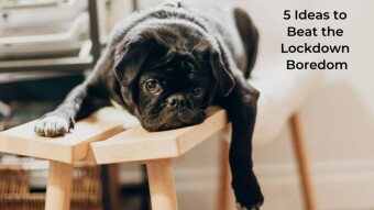 Lockdown Ideas To Beat Boredom