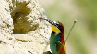 Bee-eater - colorful vertigo - a bird from the tropics
