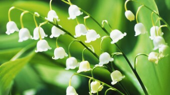 A French tradition on the 1st of May - Lilly of the Valley