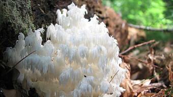 Mushrooms occurring in Europe - Sparassis crispa
