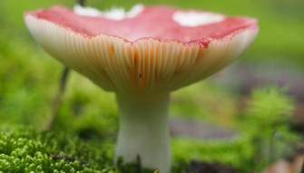 Beautiful mushrooms in the Ukrainian Carpathians