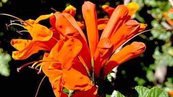 Flowers are still around us!