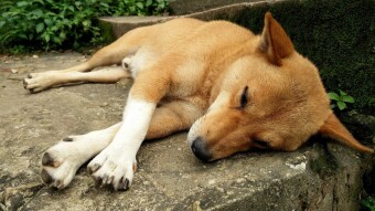In defense of stray dogs and humanity