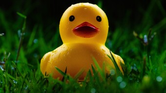 Duck Duck Go Search Engine