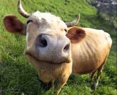 Are sharks or cows more dangerous?