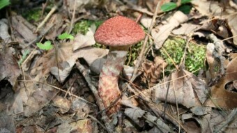 Fungi Friday - A Swamp Full of Suilus