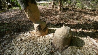 In the Jura, in a beaver hole - the Centuria River - Żeremia of beavers