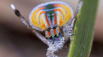 Peacock Spiders