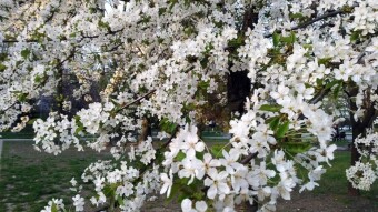 A Sunday full of joy and spring - My Actifit Report Card: April 19, 2026
