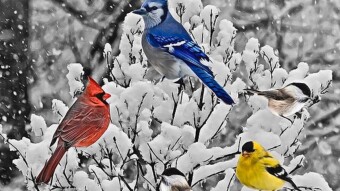How To Attract Birds To Your Yard