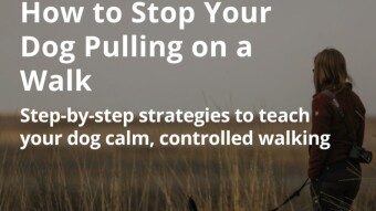 How to Stop Your Dog Pulling on a Walk