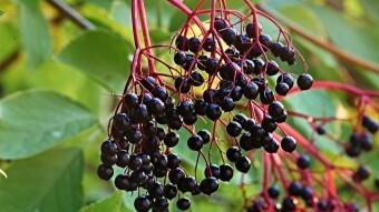 A few natural remedies