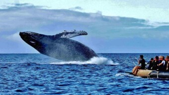 How to Whale Watch in DeFi