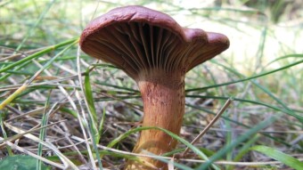 Brown slimecap summer mushroom almost like Suillus luteus