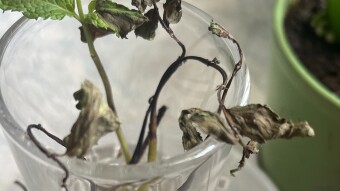 Grow Mint, They Said... A Brown-Thumbed Mint Tale