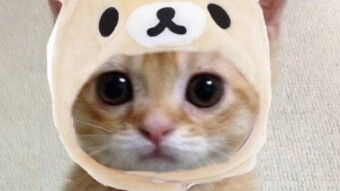 The Story of Cat Wif Hat