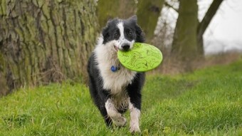 Dogs May Learn More Quickly With This Little-Known Tip