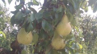 Cutting off the trading chain - The fruit chain (pay attention, it is a bit provocative)