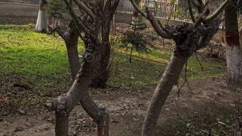 Dancing Tree's
