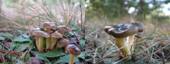 Mushrooms occurring in Europe - Hygrophorus hypothejus