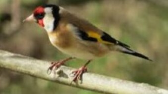 Carduelis carduelis