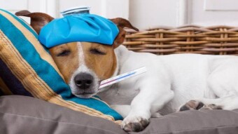 More Time Outside Means More Toxin Exposure Risk to Pets
