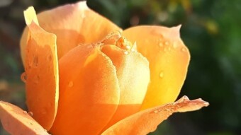 Unique color Rose Photography