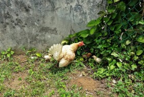 Chicken Time!