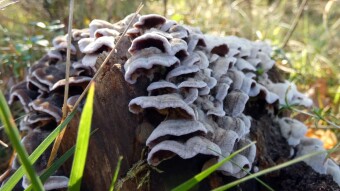 A bit about beautiful tree mushrooms that I saw for the first time and not only