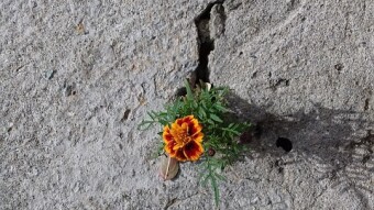 Persevere Over the Willpower of Success