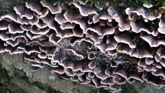 Autumn tree mushrooms - Smoky polypore or smoky bracket