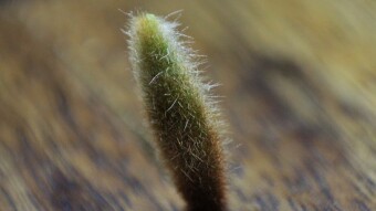 Macro Photography Session | Kalanchoe eriophylla