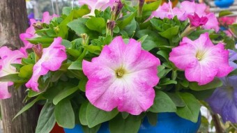 Pituniya Flower photography.