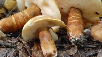 As the first to be brought into circulation - Gyroporus castaneus, a very rare edible mushroom