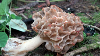 Morel mushroom, or sponge morel - a very expensive and desirable spring edible mushroom