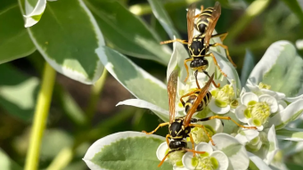 How many wasps fit on a flower?