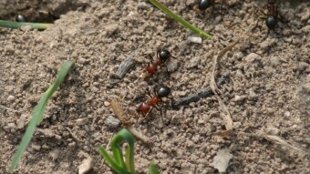 Allegheny Mound Ants (Formica exsectoides) - Terraforming the Forest