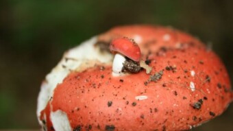 Wednesday Walk - Fungal Finds both Deadly and Delicious