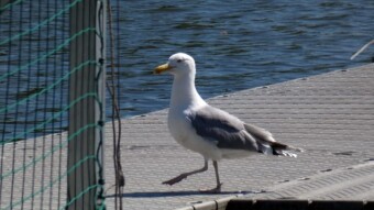 Herring gull - a bird that should not be here